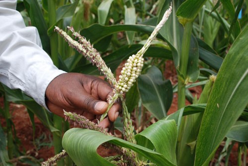 Going further down the path to bolster Africa’s maize sector
