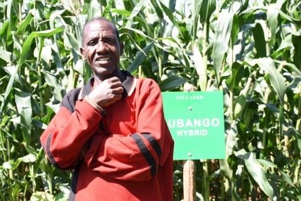 Tanzania seed company increases demand for drought-tolerant maize