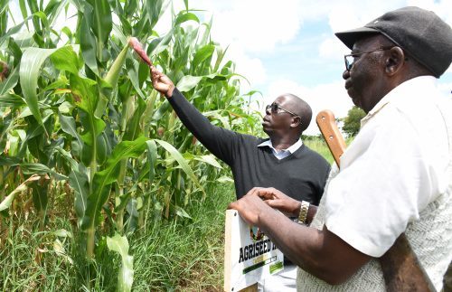 Tanzanian start-up rises to profitable maize business