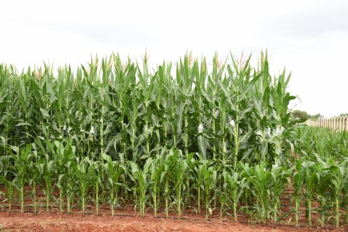 Quality assurance and control ensure delivery of high quality maize seed to farmers