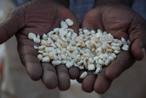 A handful of maize seed, especially precious because it is of the improved, drought tolerant variety TAN 250, which yields even in times of drought. This was developed and registered for sale in Tanzania through CIMMYT's Drought Tolerant Maize for Africa (DTMA) project, in partnership with Tanzanian seed company Tanseed International Limited. It is based on material from CIMMYT-Zimbabwe, CIMMYT-Mexico, and Tanzania. For more about TAN 250 and the longstanding collaboration between Tanseed and CIMMYT, see CIMMYT's June 2009 e-news story "No maize, no life!" available online at: https://www.cimmyt.org/en/newsletter/38-2009/119-genetic-resources-program. For more about DTMA see: https://dtma.cimmyt.org. Photo credit: Anne Wangalachi/CIMMYT.