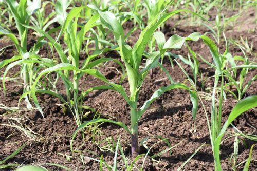 Good Agronomy Practices
